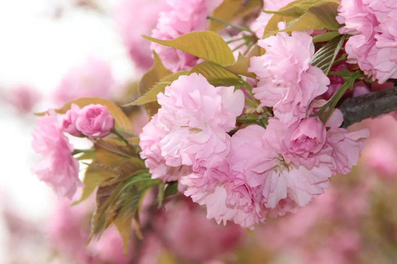 ӯ(й)ٷվ-app